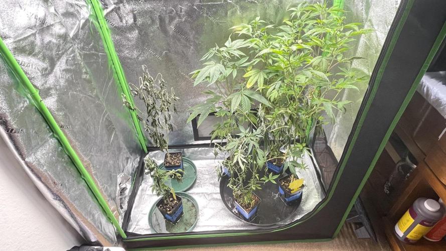 Fastbuds #2. Week 4 - This is a shot of them after I started bringing them to life