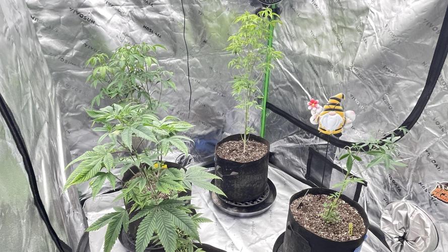 Fastbuds #2. Week 4 - This is another shot of the fast flowering Tropicana cookies, and the mix pack 