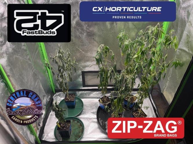 Fastbuds #2. Week 4 - This was the plants dead