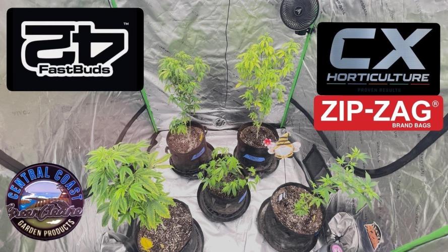 Fastbuds #2. Week 4 - Tropicana cookies, fast flowering, and mix pack