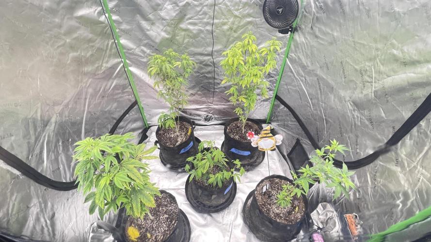 Fastbuds #2. Week 4 - Here’s another look when I added the next Tropicana cookies 