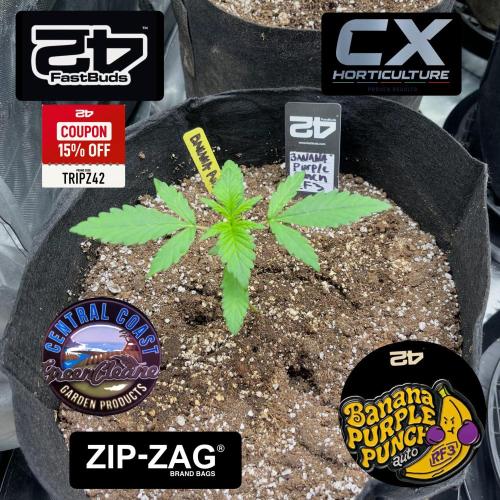 Fastbuds #2. Week 5 - The banana purple punch, RF3, looking strong and healthy starting with the nutri