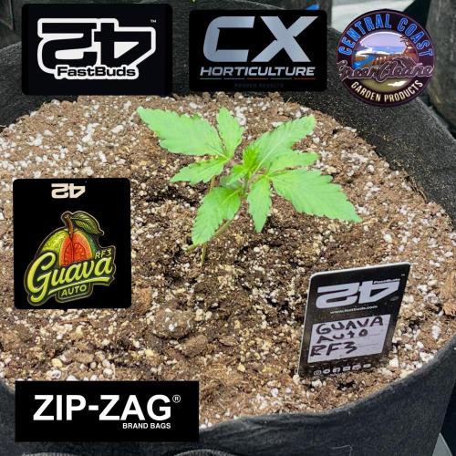 Fastbuds #2. Week 5 - This is the RF three guava they’re growing fast and looking very strong and heal