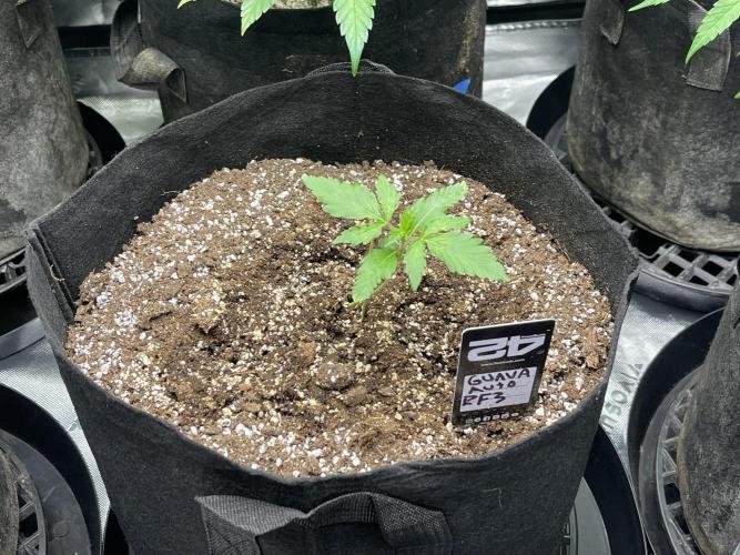 Fastbuds #2. Week 5 - It’s all about the genetics. These RF3 are gonna be definitely fire.