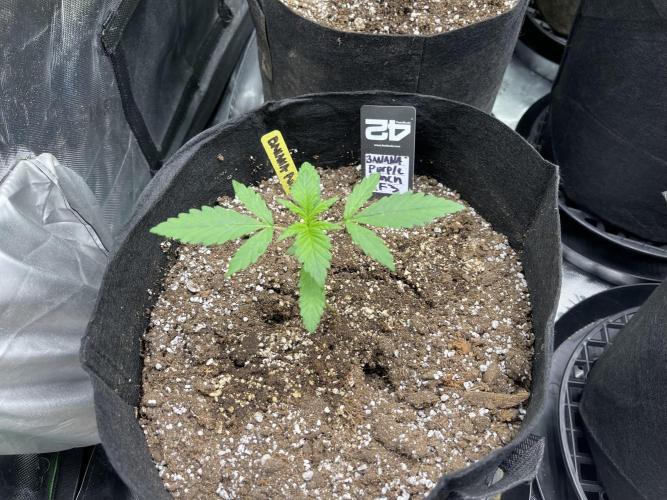 Fastbuds #2. Week 5 - They’re growing so fast next week they’ll be huge Fastbuds ❤️🔥