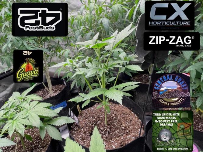 Fastbuds #2. Week 6 - Fast buds guava RF3 auto