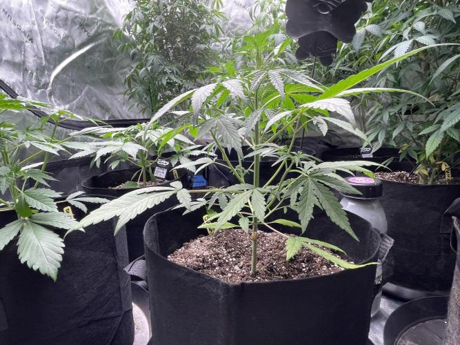 Fastbuds #2. Week 6