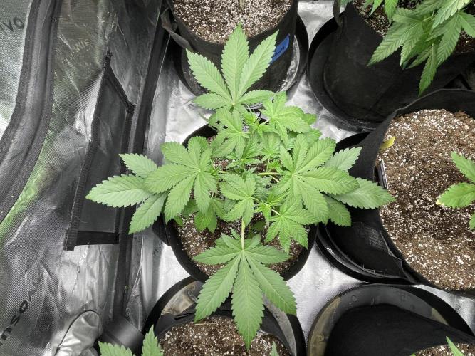 Fastbuds #2. Week 6 - Top view of Cherry 🍒 cola RF3 auto