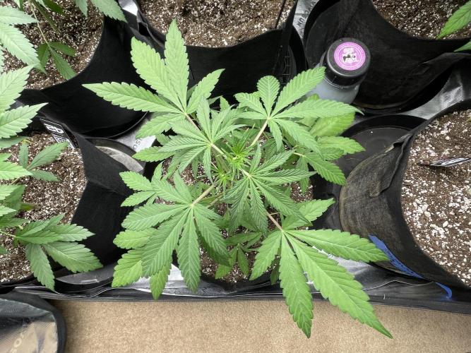Fastbuds #2. Week 6