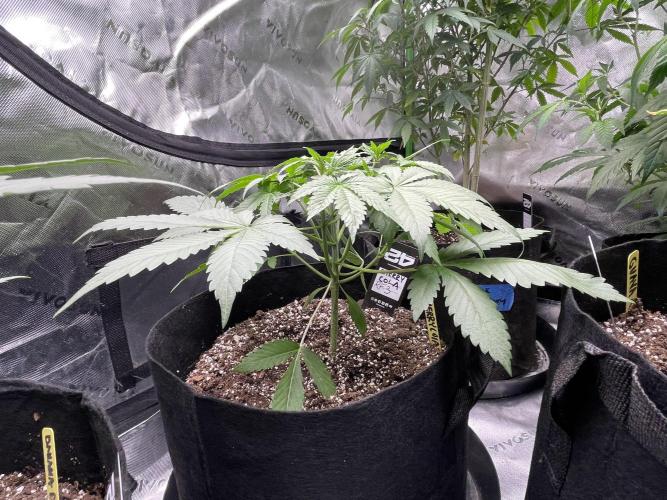 Fastbuds #2. Week 6 - Banana purple punch RF3 auto Fast buds 