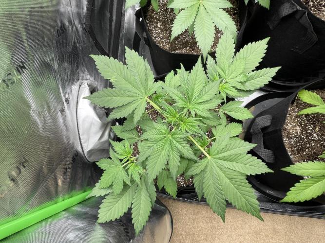 Fastbuds #2. Week 6 - Banana purple punchRF3