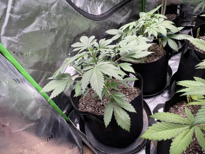 Fastbuds #2. Week 6 - Banana purple punch