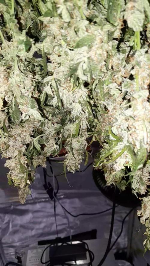 BIGBUDS1