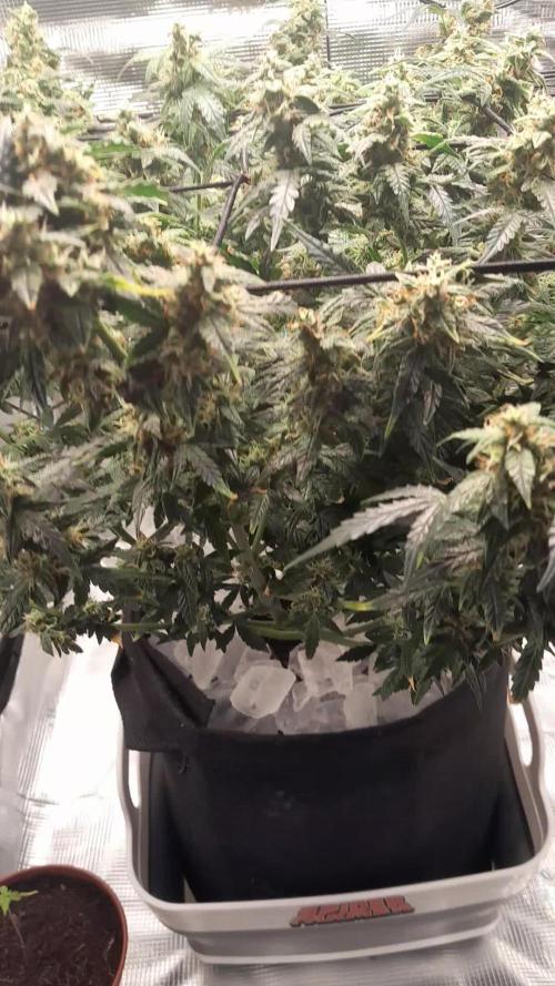 BIGBUDS1