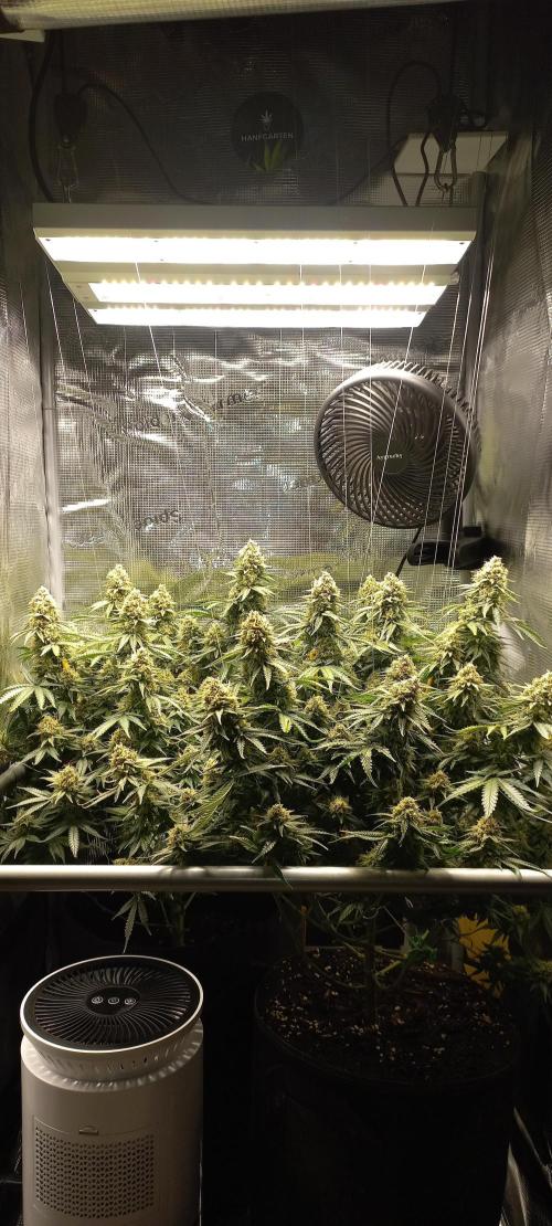 Candy Store Ethos Genetics Hanfgarten. Week 12