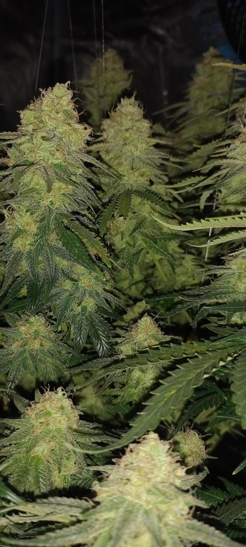 Candy Store Ethos Genetics Hanfgarten. Week 12