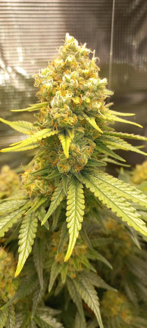 Candy Store Ethos Genetics Hanfgarten. Week 12