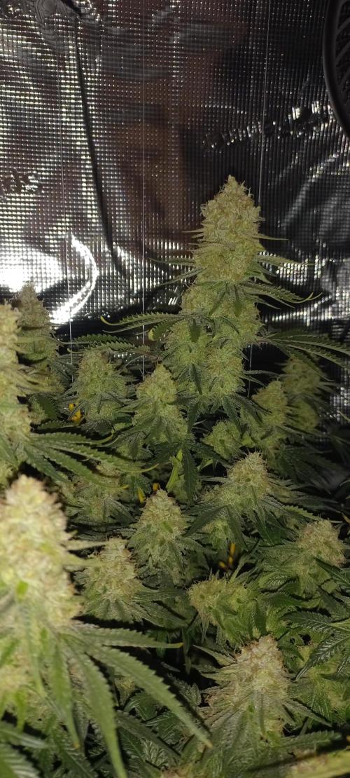 Candy Store Ethos Genetics Hanfgarten. Week 12