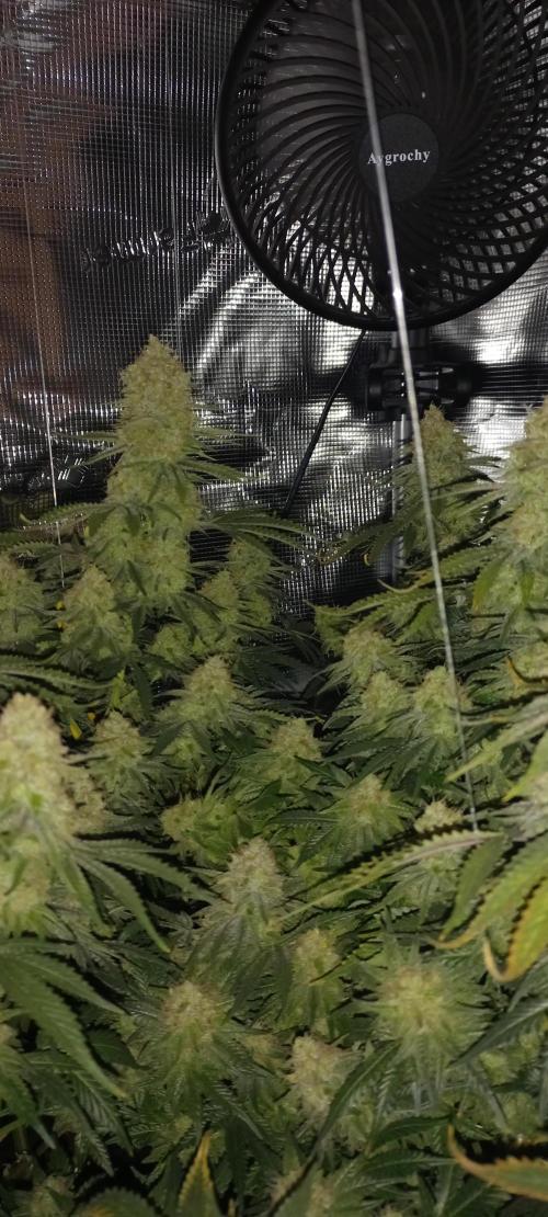 Candy Store Ethos Genetics Hanfgarten. Week 12