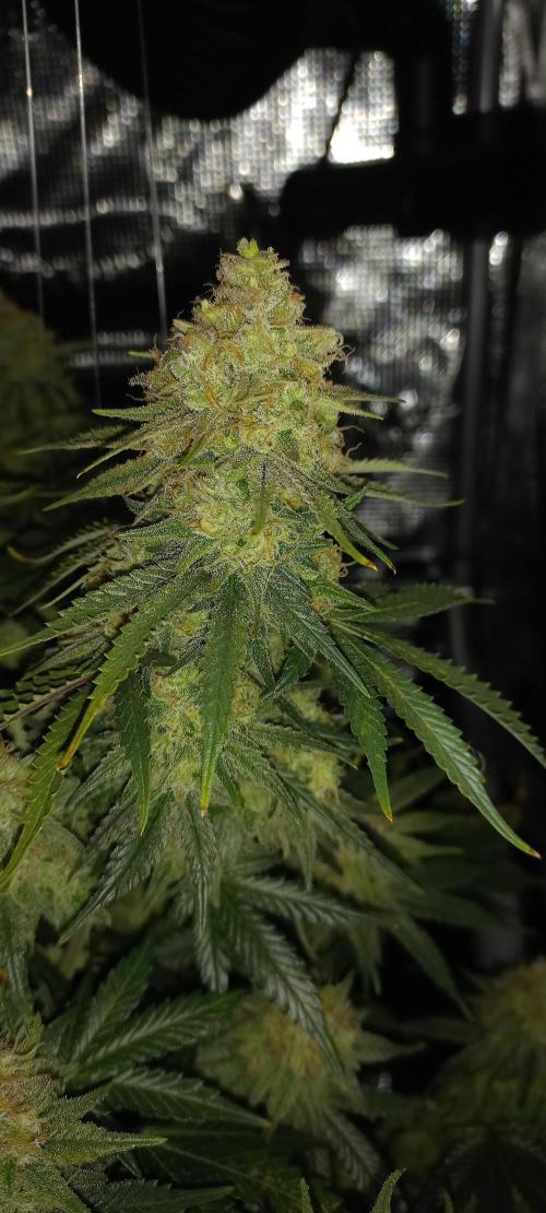 Candy Store Ethos Genetics Hanfgarten. Week 12