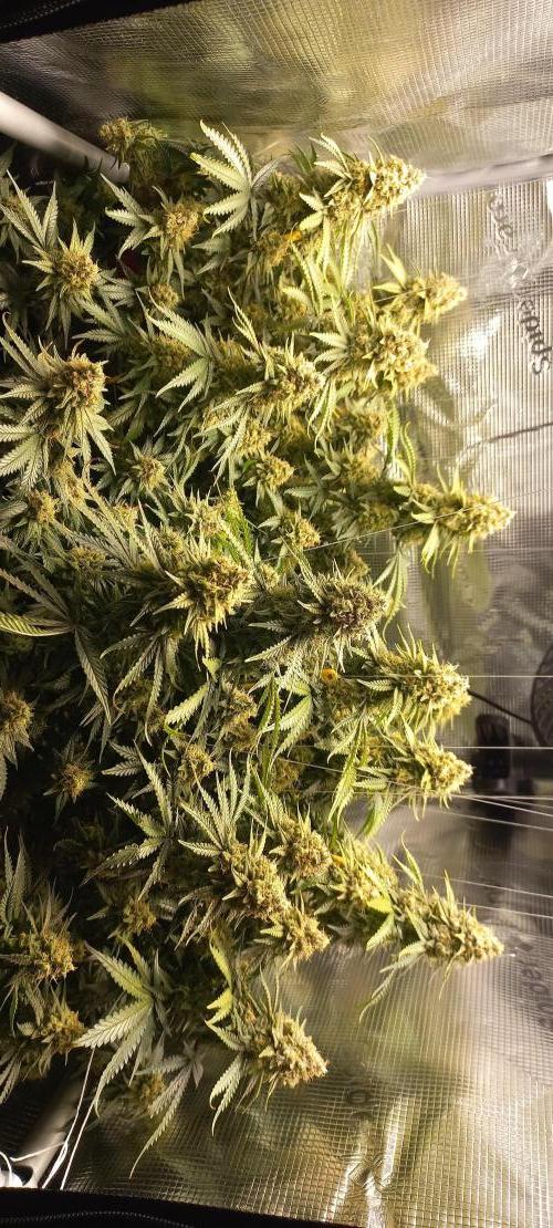 Candy Store Ethos Genetics Hanfgarten. Week 12