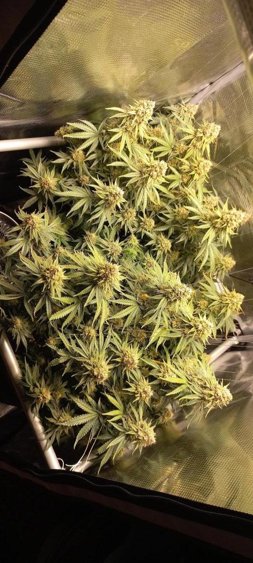 Candy Store Ethos Genetics Hanfgarten. Week 12