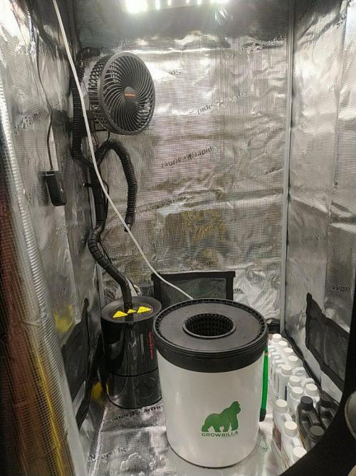 DWC Fast Buds Banana Purple Punch Auto. Week 0