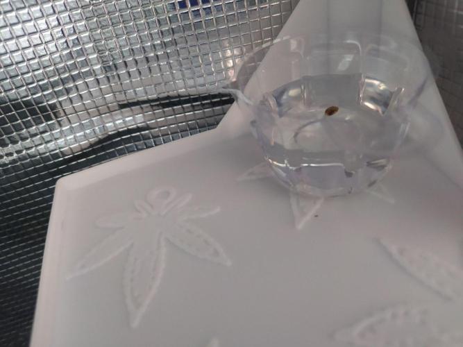 DWC Fast Buds Banana Purple Punch Auto. Week 0