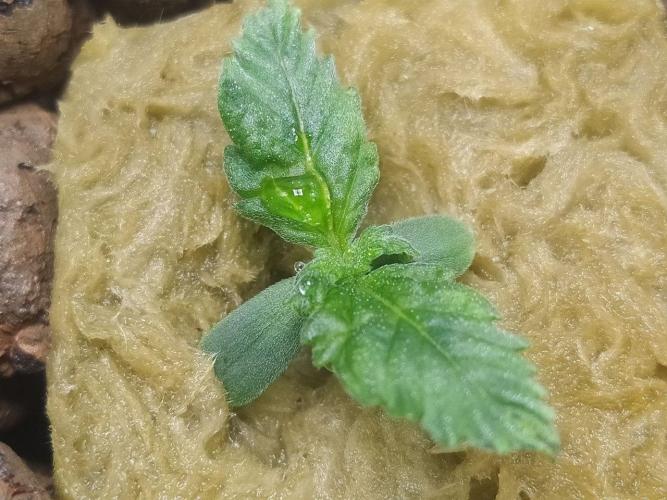 DWC Fast Buds Banana Purple Punch Auto. Week 2 - 13.1.2026