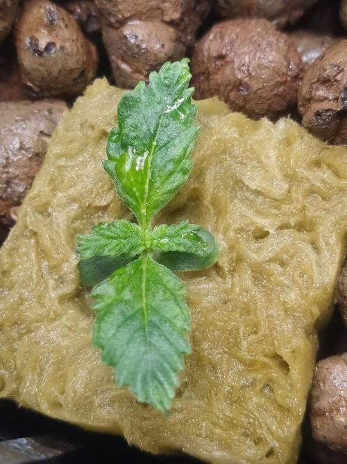 DWC Fast Buds Banana Purple Punch Auto. Week 2 - 14.1.2026