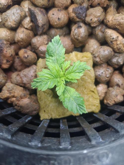 DWC Fast Buds Banana Purple Punch Auto. Week 2 - 16.1.2026