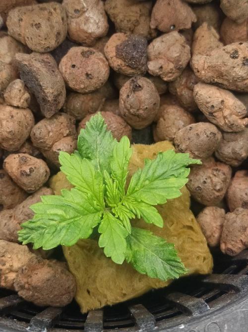 DWC Fast Buds Banana Purple Punch Auto. Week 2 - 17.1.2026