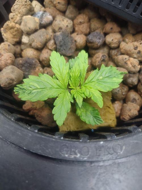 DWC Fast Buds Banana Purple Punch Auto. Week 3 - 18.1.2026