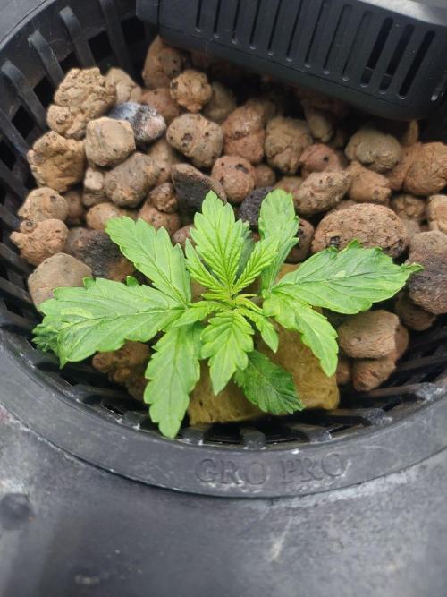 DWC Fast Buds Banana Purple Punch Auto. Week 3 - 19.1.2026