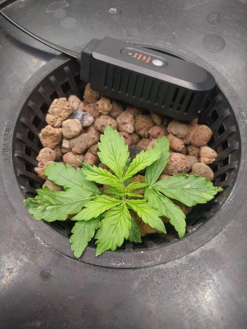 DWC Fast Buds Banana Purple Punch Auto. Week 3 - 20.1.2026