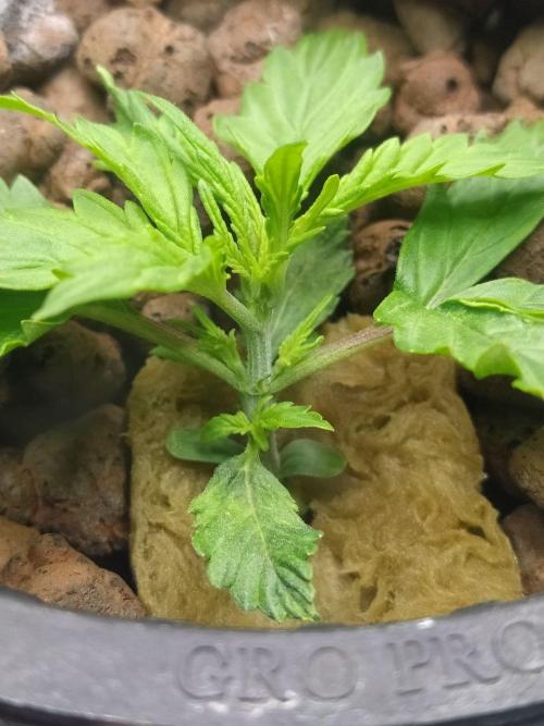 DWC Fast Buds Banana Purple Punch Auto. Week 3 - 20.1.2026