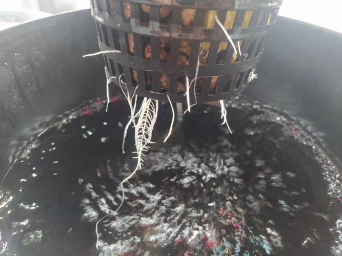 DWC Fast Buds Banana Purple Punch Auto. Week 3 - 20.1.2026