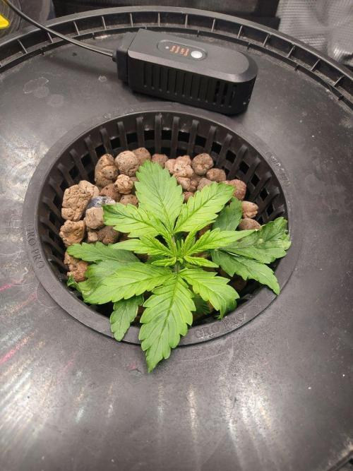 DWC Fast Buds Banana Purple Punch Auto. Week 3 - 21.1.2026