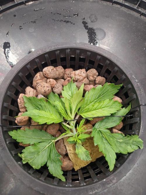 DWC Fast Buds Banana Purple Punch Auto. Week 3 - 21.1.2026