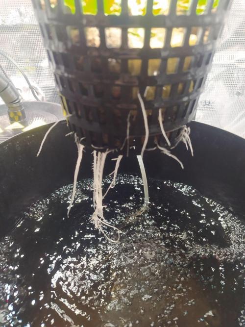 DWC Fast Buds Banana Purple Punch Auto. Week 3 - 21.1.2026