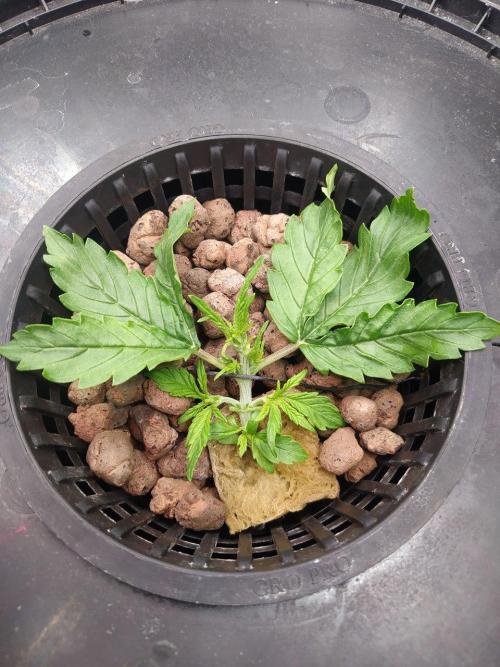 DWC Fast Buds Banana Purple Punch Auto. Week 3 - 22.1.2026