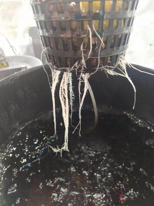 DWC Fast Buds Banana Purple Punch Auto. Week 3 - 22.1.2026