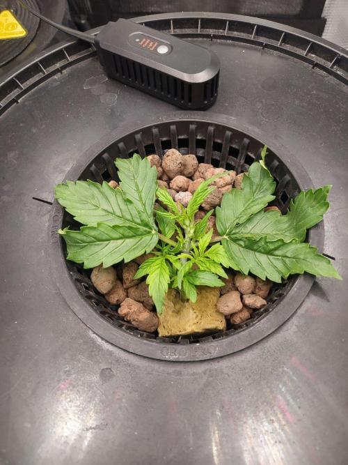 DWC Fast Buds Banana Purple Punch Auto. Week 4 - 23.1.2026