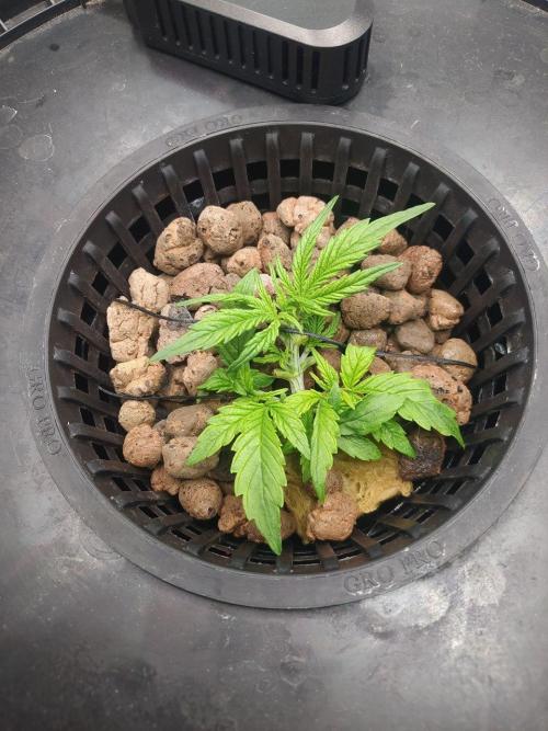 DWC Fast Buds Banana Purple Punch Auto. Week 4 - 24.1.2026