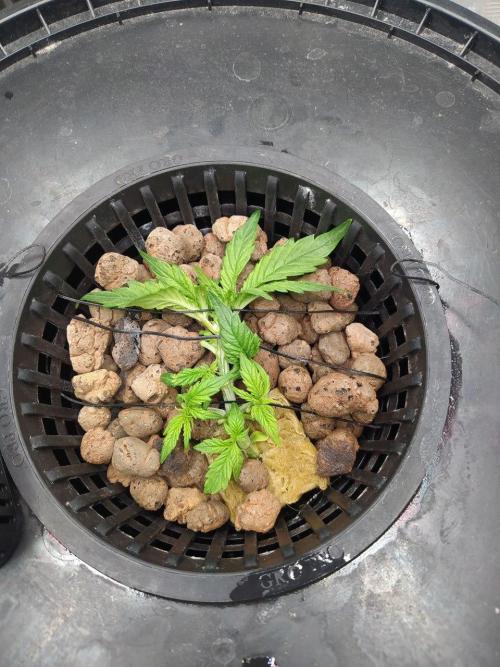 DWC Fast Buds Banana Purple Punch Auto. Week 4 - 25.1.2026