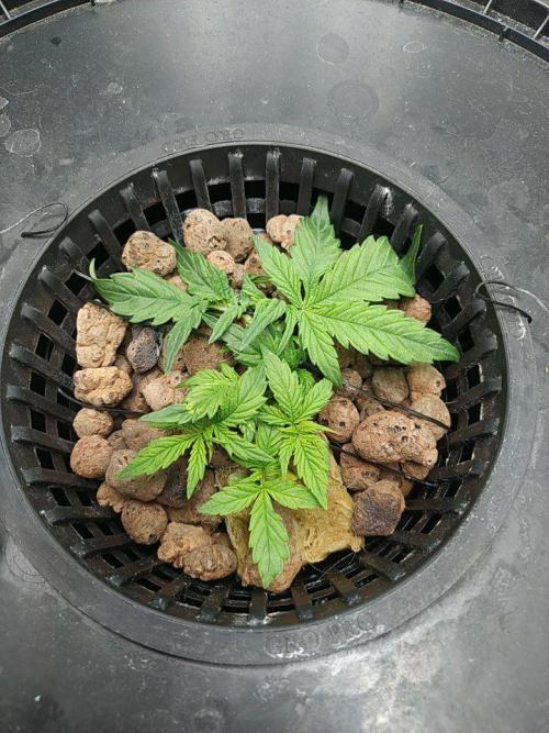 DWC Fast Buds Banana Purple Punch Auto. Week 4 - 26.1.2026