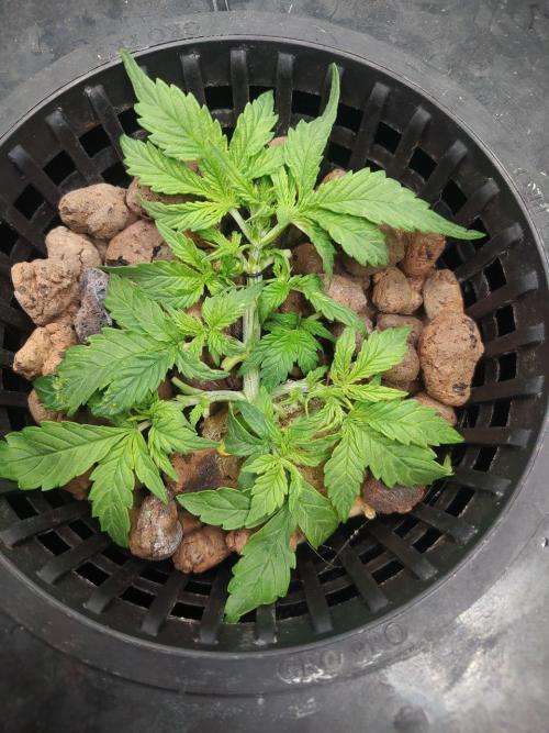 DWC Fast Buds Banana Purple Punch Auto. Week 4 - 28.1.2026