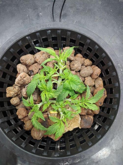 DWC Fast Buds Banana Purple Punch Auto. Week 5 - 29.1.2026