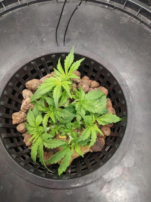 DWC Fast Buds Banana Purple Punch Auto. Week 5 - 30.1.2026