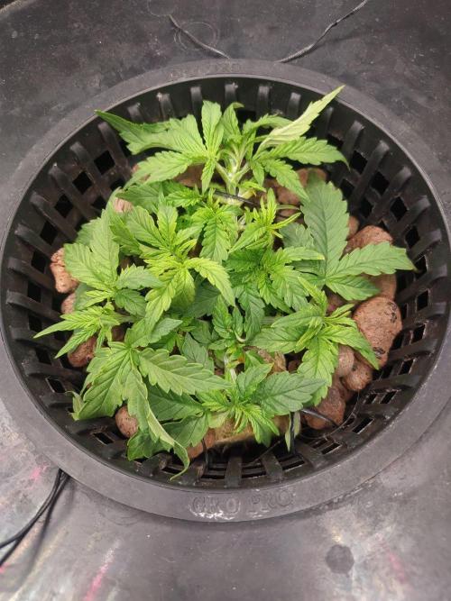 DWC Fast Buds Banana Purple Punch Auto. Week 5 - 31.1.2026